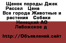 Щенок породы Джек Рассел › Цена ­ 50 000 - Все города Животные и растения » Собаки   . Ненецкий АО,Лабожское д.